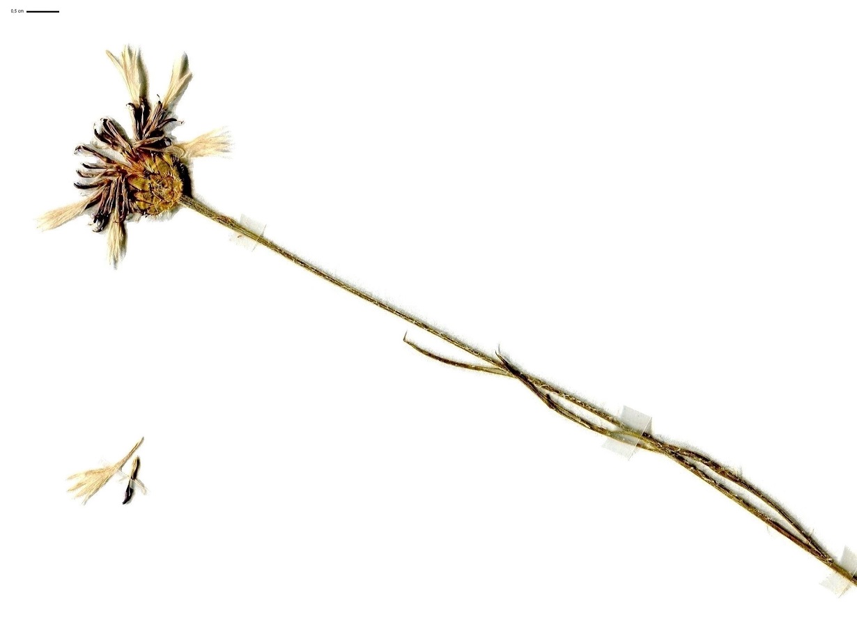 Cyanus segetum (Asteraceae)
